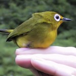 绣眼鸟-缩略图-1