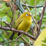 绣眼鸟-缩略图-2