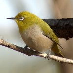 绣眼鸟-缩略图-3