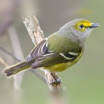 绣眼鸟-缩略图-4