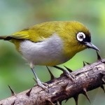 绣眼鸟-缩略图-5