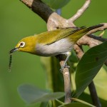 绣眼鸟-缩略图-6