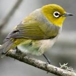 绣眼鸟-缩略图-9