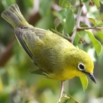 绣眼鸟-缩略图-10