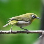 绣眼鸟-缩略图-11