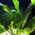 气泡草-缩略图-2