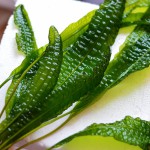 气泡草-缩略图-4