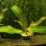 气泡草-缩略图-5