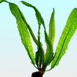 气泡草-缩略图-6