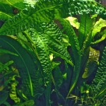 气泡草-缩略图-7