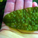 气泡草-缩略图-8