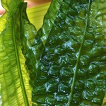 气泡草-缩略图-9