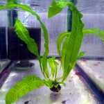 气泡草-缩略图-10