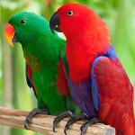 折衷鹦鹉-缩略图-2