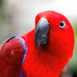 折衷鹦鹉-缩略图-5