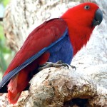 折衷鹦鹉-缩略图-6