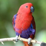 折衷鹦鹉-缩略图-7