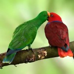 折衷鹦鹉-缩略图-8