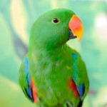 折衷鹦鹉-缩略图-9