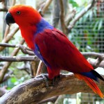 折衷鹦鹉-缩略图-11