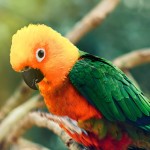 詹代亚锥尾鹦鹉-缩略图-1