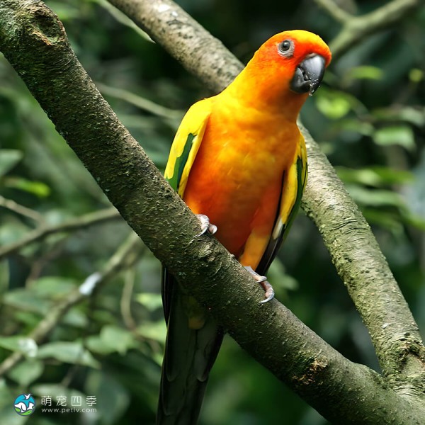 詹代亚锥尾鹦鹉-2