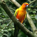 詹代亚锥尾鹦鹉-缩略图-2