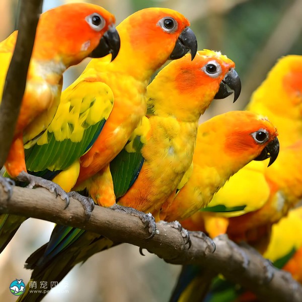 詹代亚锥尾鹦鹉-3