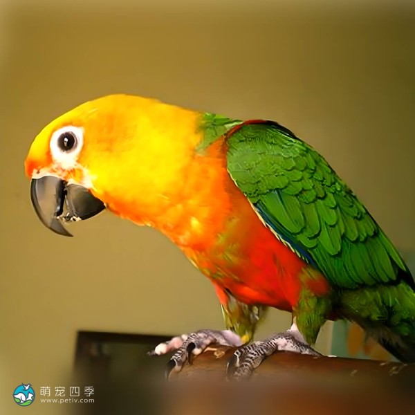 詹代亚锥尾鹦鹉-4