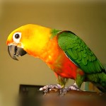 詹代亚锥尾鹦鹉-缩略图-4