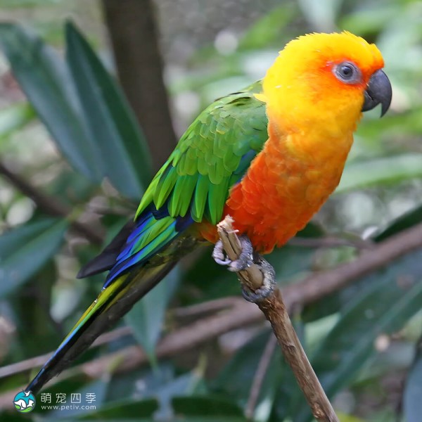 詹代亚锥尾鹦鹉-5