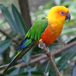 詹代亚锥尾鹦鹉-缩略图-5