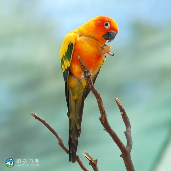 詹代亚锥尾鹦鹉-6