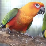 詹代亚锥尾鹦鹉-缩略图-7