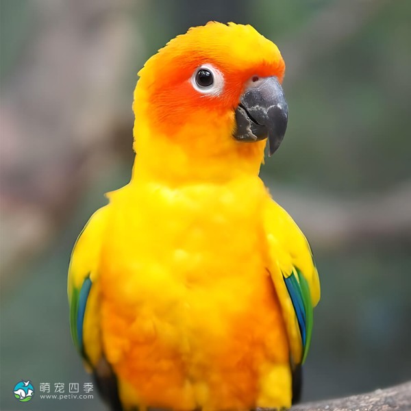 詹代亚锥尾鹦鹉-8