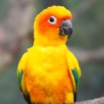 詹代亚锥尾鹦鹉-缩略图-8