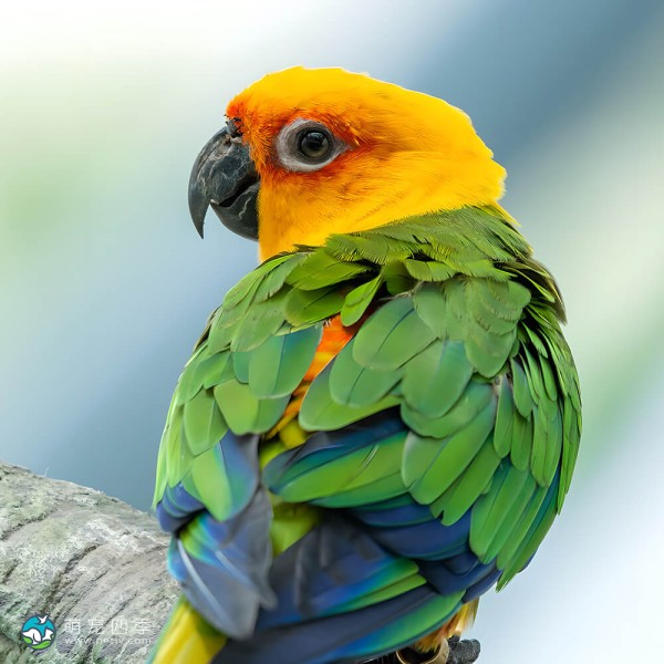 詹代亚锥尾鹦鹉-9
