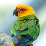 詹代亚锥尾鹦鹉-缩略图-9