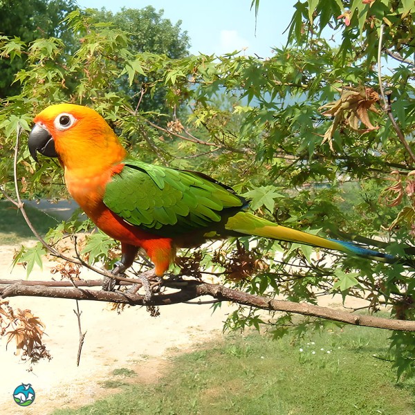 詹代亚锥尾鹦鹉-10