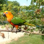 詹代亚锥尾鹦鹉-缩略图-10