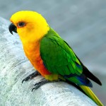 詹代亚锥尾鹦鹉-缩略图-11