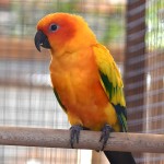 詹代亚锥尾鹦鹉-缩略图-12