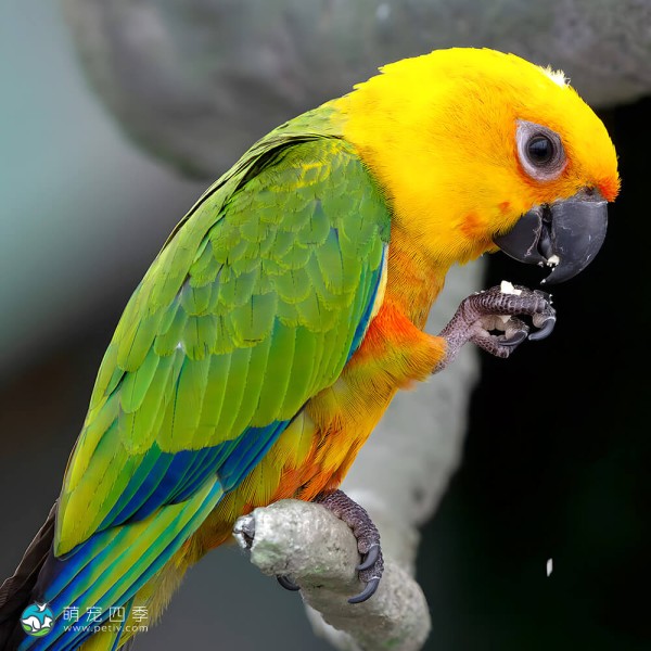 詹代亚锥尾鹦鹉-13