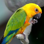 詹代亚锥尾鹦鹉-缩略图-13