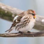 朱顶雀-缩略图-2