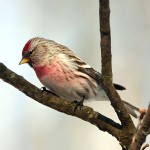 朱顶雀-缩略图-3