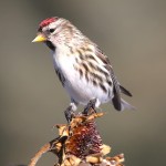 朱顶雀-缩略图-4