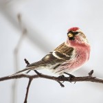 朱顶雀-缩略图-6