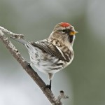 朱顶雀-缩略图-7