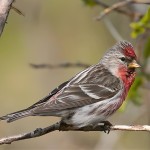 朱顶雀-缩略图-8